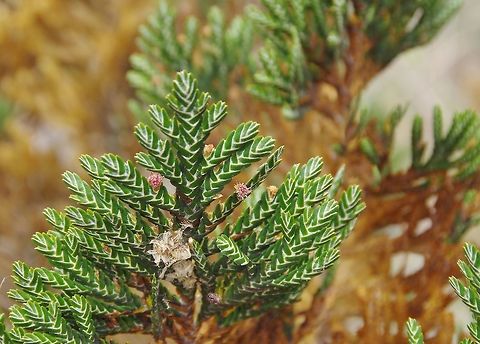 Loricaria complanata (Asteraceae) Paramo de Romerales, PN Los Nevados, Quindio, Colombia. Jun 11, 2014 Colombia,Geotagged,Loricaria complanata,Spring