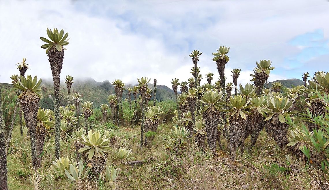 Centennial frailejones (Espeletia hartwegiana) Paramo de Romerales, PN Los Nevados, Quindio, Colombia. Jun 11, 2014 Colombia,Espeletia hartwegiana,Geotagged,Spring