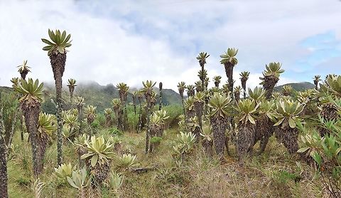 Centennial frailejones (Espeletia hartwegiana) Paramo de Romerales, PN Los Nevados, Quindio, Colombia. Jun 11, 2014 Colombia,Espeletia hartwegiana,Geotagged,Spring