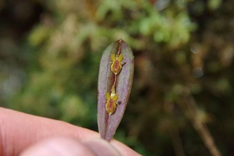 Lepanthes mucronata (Orchidaceae) Finca Estrella de Agua, PN Los Nevados, Quindio, Colombia. Jun 11, 2014 Colombia,Geotagged,Lepanthes mucronata,Spring