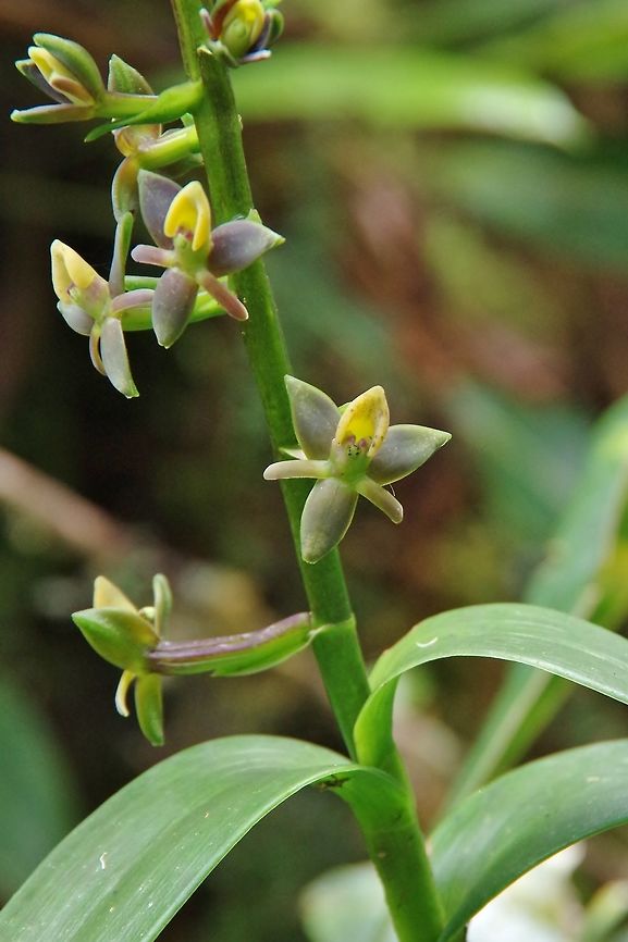 Epidendrum bangii (macrostachyum) (Orchidaceae) Valle de Cocora, Quindio, Colombia. Jun 11, 2014 Colombia,Epidendrum bangii,Geotagged,Spring