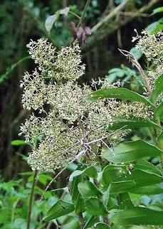 Epidendrum falsiloquum (Orchidaceae) Valle de Cocora, Quindio, Colombia. Jun 12, 2014 Colombia,Epidendrum falsiloquum,Geotagged,Spring
