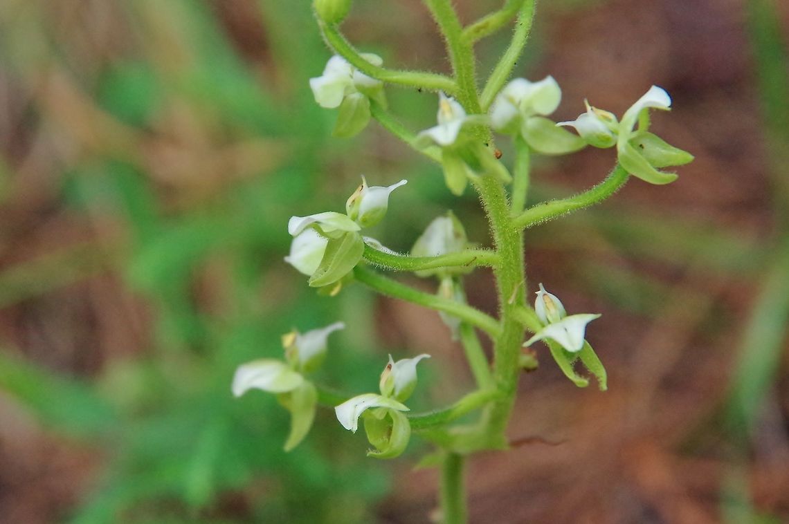 Ponthieva rostrata (Orchidaceae) Valle de Cocora, Quindio, Colombia. Jun 12, 2014 Colombia,Geotagged,Ponthieva rostrata,Spring