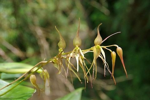 Pleurothallis phalangifera (Orchidaceae) Valle de Cocora, Quindio, Colombia. Jun 12, 2014 Colombia,Geotagged,Pleurothallis phalangifera,Spring