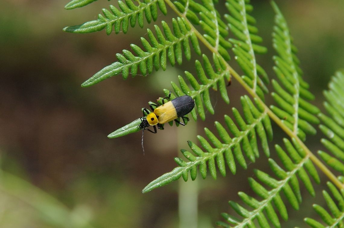 Chauliognathus heros (Cantharidae) Valle de Cocora, Quindio, Colombia. Jun 12, 2014 Chauliognathus heros,Colombia,Geotagged,Spring