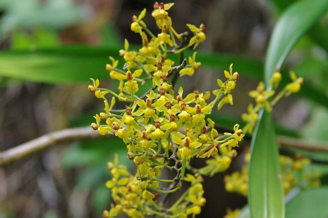 Cyrtochilum (Trigonochilum) murinum (Orchidaceae) Valle de Cocora, Quindio, Colombia. Jun 12, 2014 Colombia,Cyrtochilum murinum,Geotagged,Mouse-Like Cyrtochilum,Spring