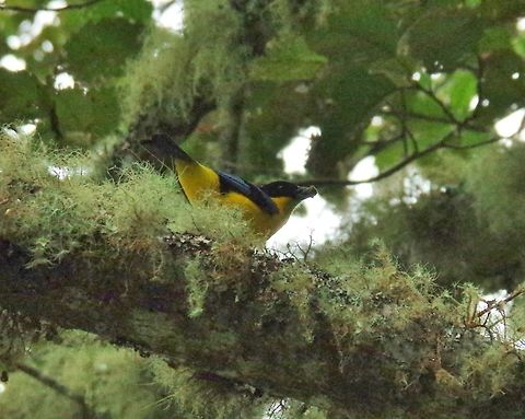 Blue-winged mountain-tanager (Anisognathus somptuosus) Valle de Cocora, Quindio, Colombia. Jun 12, 2014 Anisognathus somptuosus,Blue-winged mountain tanager,Colombia,Geotagged,Spring