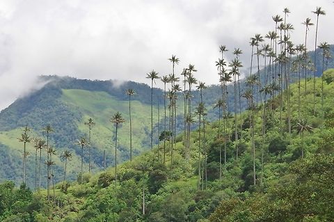 The famous Palmas de cera - Valle de Cocora Valle de Cocora, Quindio, Colombia. Jun 12, 2014 Ceroxylon quindiuense,Colombia,Geotagged,Spring