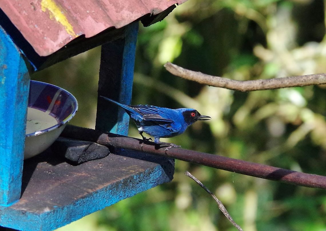 Masked flowerpiercer (Diglossopis cyanea) Acaime Reserve, Quindio, Colombia. Jun 12, 2014. Colombia,Diglossopis cyanea,Geotagged,Masked flowerpiercer,Spring