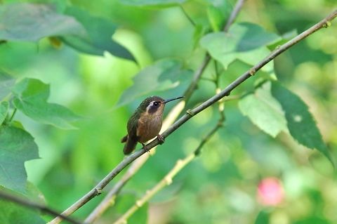 Speckled hummingbird (Adelomyia melanogenys) Acaime Reserve, Quindio, Colombia. Jun 12, 2014.
subsp. cervina Adelomyia melanogenys,Colombia,Geotagged,Speckled hummingbird,Spring