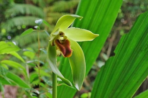 Sudamerlycaste longipetala (Orchidaceae) Valle de Cocora, Quindio, Colombia. Jun 12, 2014. Colombia,Geotagged,Long-Petal Sudamerlycaste,Spring,Sudamerlycaste longipetala