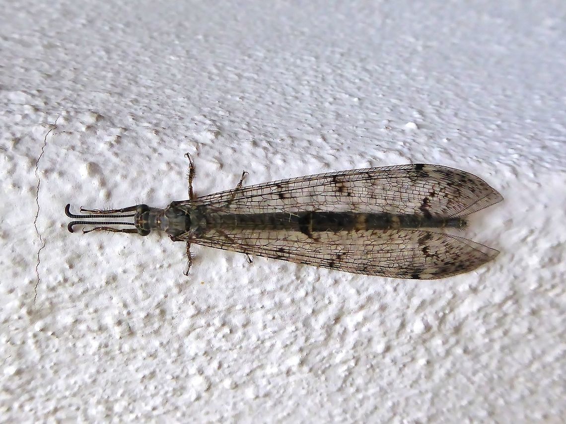 Antlion (Distoleon tetragrammicus) Puechabon, France. Aug 18, 2016. Antlion,Distoleon tetragrammicus,France,Geotagged,Myrmeleontidae,Neuroptera,Summer