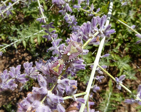 Sloe bug (Dolycoris baccarum) Puechabon, France. Aug 24, 2016. Dolycoris baccarum,France,Geotagged,Sloe bug,Summer