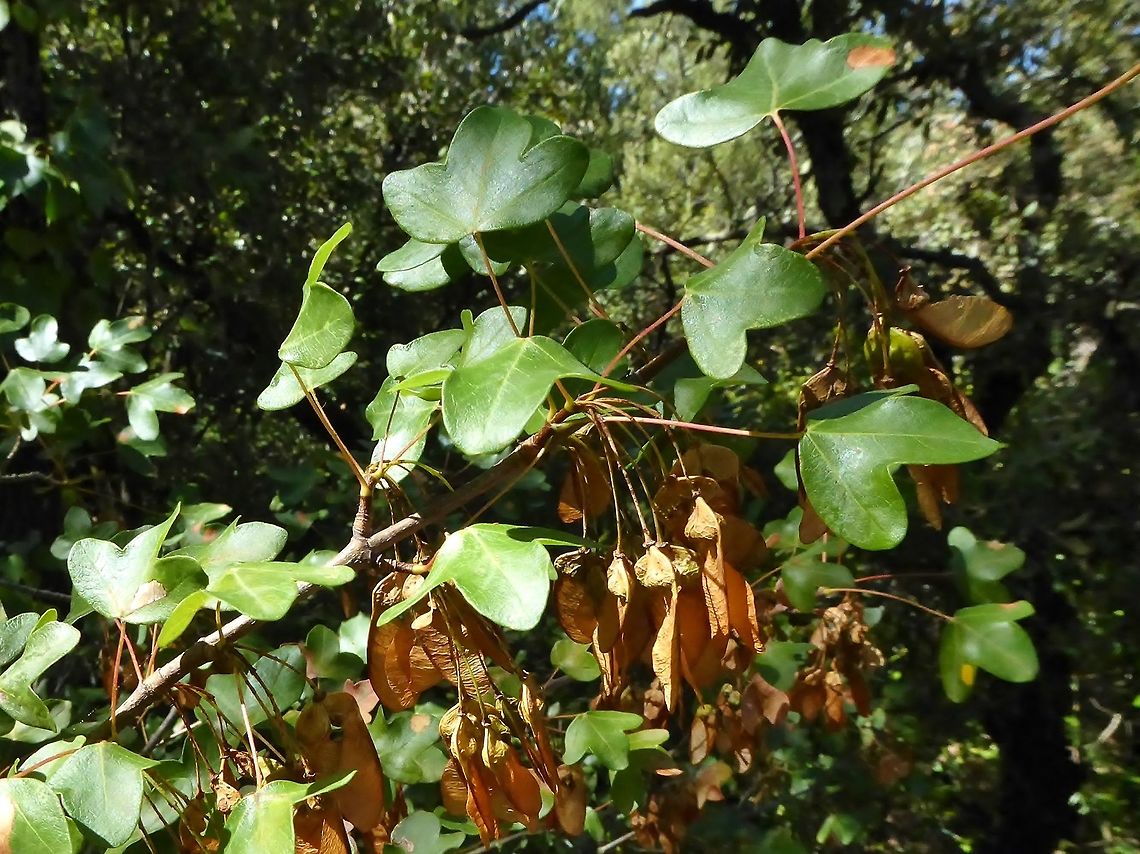 Montpellier maple (Acer monspessulanum) Puechabon, France. Aug 24, 2016. Acer monspessulanum,France,Geotagged,Montpellier maple,Summer