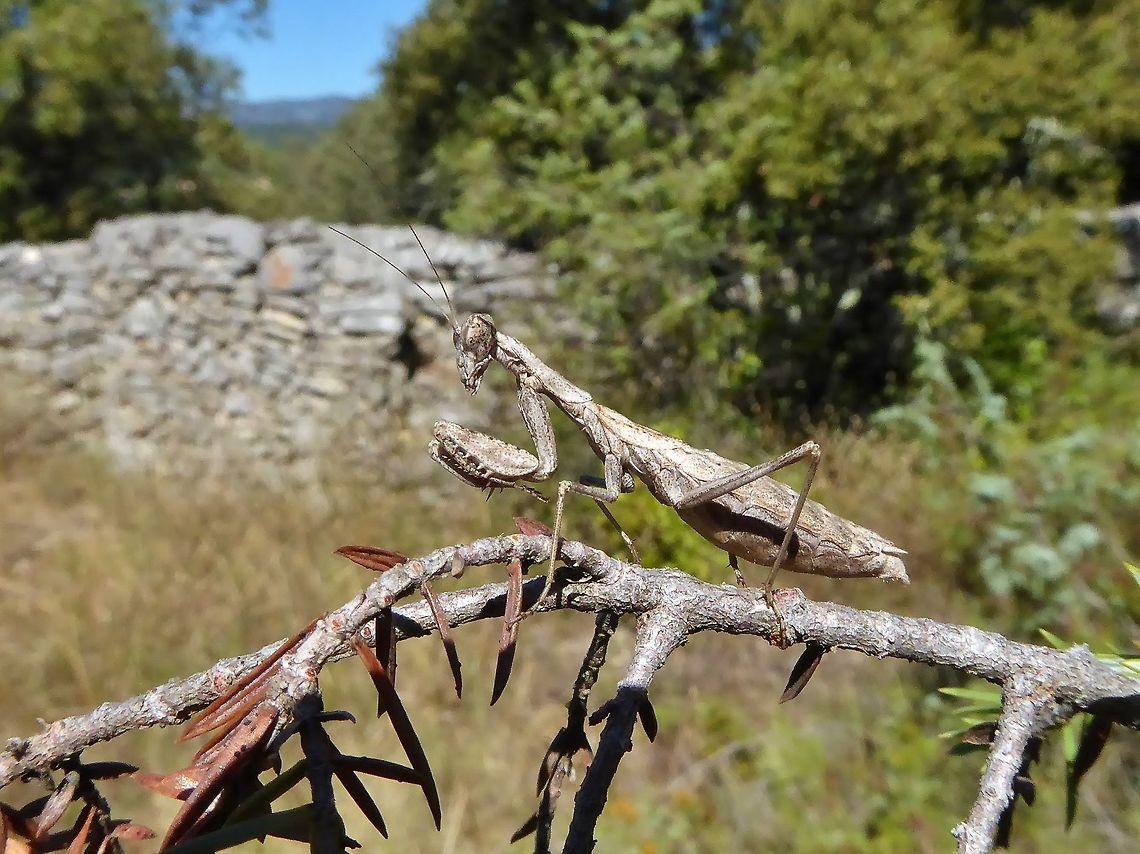 Praying mantis (Ameles decolor) female Puechabon, France. Aug 24, 2016. Ameles decolor,France,Geotagged,Summer