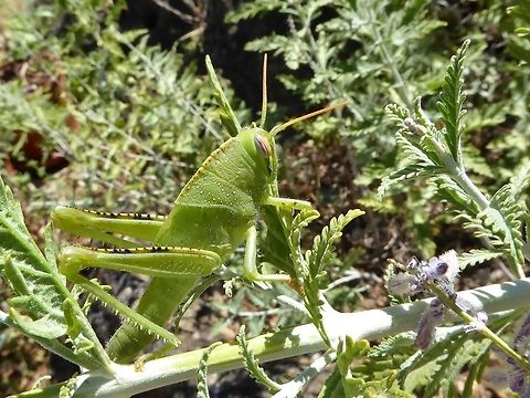 Egyptian locust (Anacridium aegyptium) nymph Puechabon, France. Aug 24, 2016. Anacridium aegyptium,Egyptian Locust,France,Geotagged,Summer