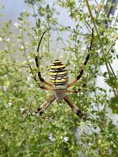 Wasp spider (Argiope bruennichi) Puechabon, France. Aug 24, 2016. Argiope bruennichi,France,Geotagged,Summer,Wasp spider