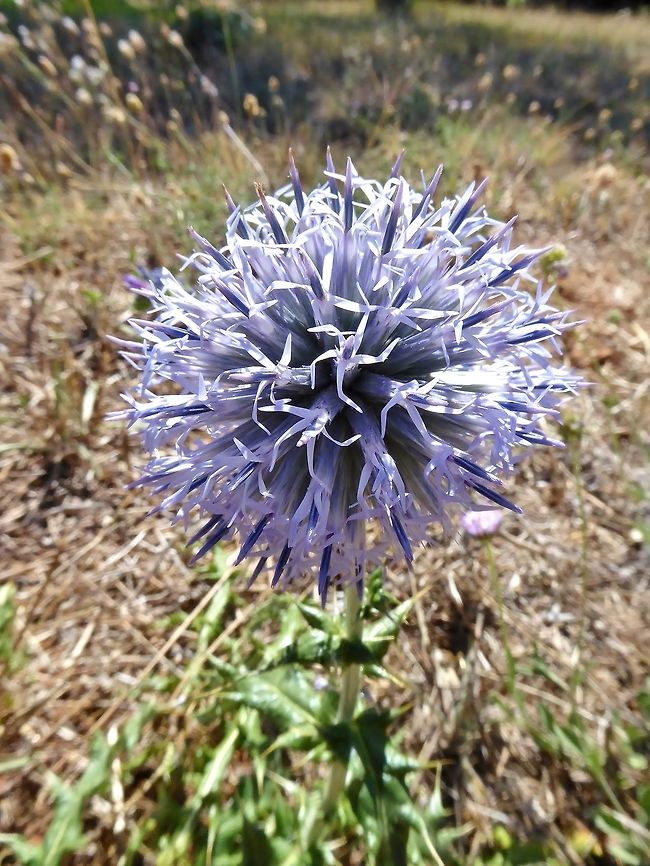 Southern globe-thistle (Echinops ritro) Puechabon, France. Aug 24, 2016. Echinops ritro,France,Geotagged,Summer