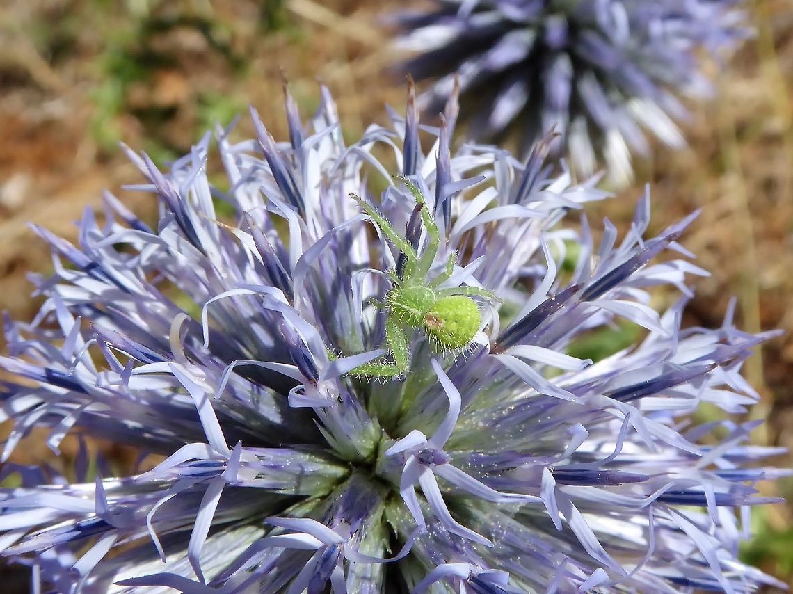 Heriaeus hirtus (Thomisidae) on Echinops ritro Puechabon, France. Aug 24, 2016 France,Geotagged,Heriaeus hirtus,Summer
