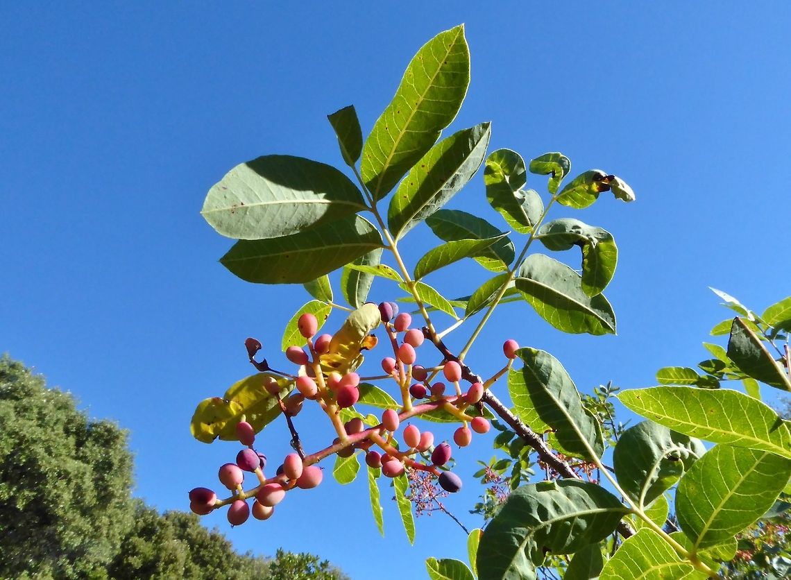 Terebinth tree (Pistacia terebinthus) Puechabon, France. Aug 25, 2016 France,Geotagged,Pistacia terebinthus,Summer