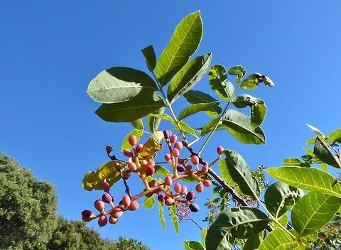 Terebinth tree (Pistacia terebinthus) Puechabon, France. Aug 25, 2016 France,Geotagged,Pistacia terebinthus,Summer