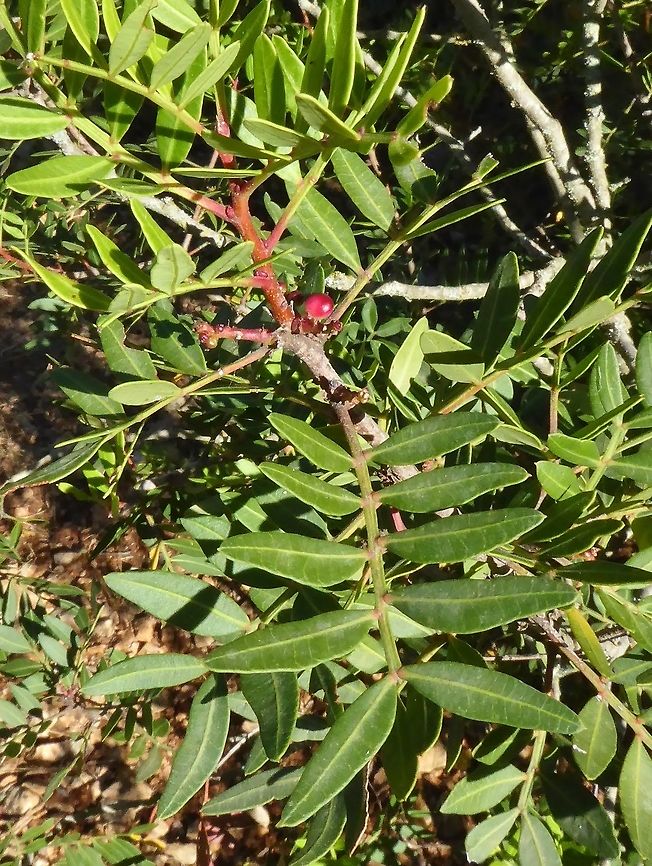 Mastic (Pistacia lentiscus) Puechabon, France. Aug 25, 2016 France,Geotagged,Pistacia lentiscus,Pistacia lentiscusMastic,Summer