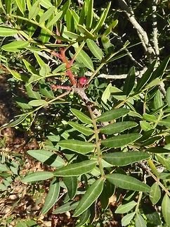 Mastic (Pistacia lentiscus) Puechabon, France. Aug 25, 2016 France,Geotagged,Pistacia lentiscus,Pistacia lentiscusMastic,Summer