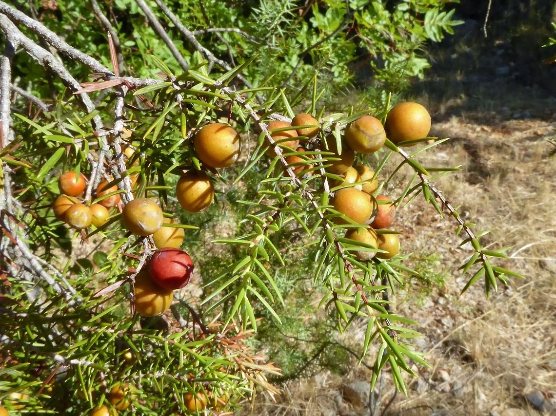 Cade juniper (Juniperus oxycedrus) Puechabon, France. Aug 25, 2016 France,Geotagged,Juniperus oxycedrus,Prickly juniper,Summer