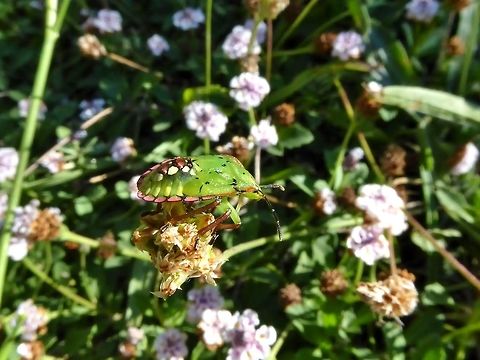 Southern green stinkbug (Nezara viridula) fifth instar Puechabon, France. Aug 25, 2016 France,Geotagged,Heteroptera,Nezara,Nezara viridula,Nymph,Pentatomidae,Pentatominae,Pentatomini,Southern green stink bug,Summer