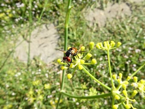 Gymnosoma rotundatum (Tachinidae) Puechabon, France. Aug 25, 2016 France,Geotagged,Gymnosoma rotundatum,Summer