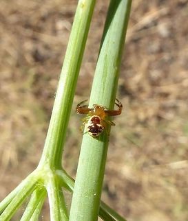 Synema globosum (Thomisidae) Puechabon, France. Aug 25, 2016 France,Geotagged,Summer,Synema globosum