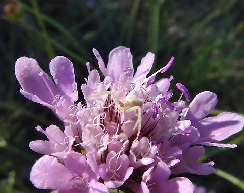 Thomisus onustus (Thomisidae) Puechabon, France. Aug 25, 2016 France,Geotagged,Summer,Thomisus onustus
