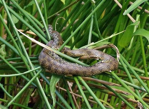 Viperine water snakes (Natrix maura) mating Puechabon, France. Jun 19, 2015 France,Geotagged,Natrix maura,Spring