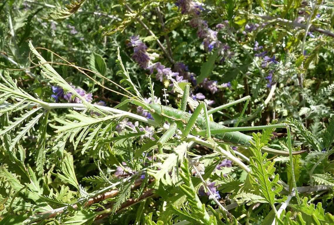 Spiked magician (Saga pedo) Puechabon, France. Sep 2, 2013 France,Geotagged,Saga pedo,Summer