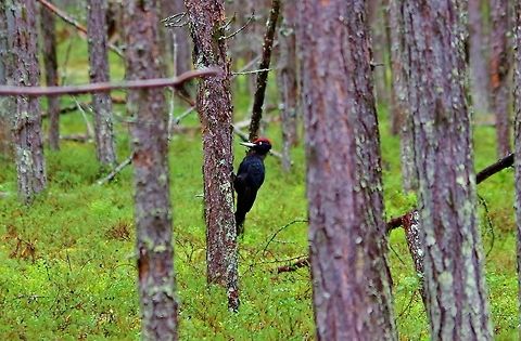 Black Woodpecker (Dryocopus martius) Oulanka National Park, Finland. Aug 10, 2014. Black Woodpecker,Dryocopus martius,Finland,Geotagged,Summer