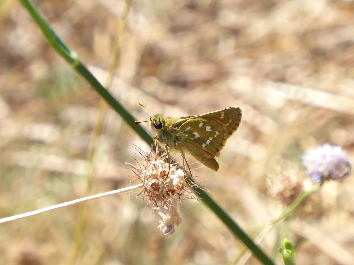 Silver-spotted skipper (Hesperia comma) Puechabon, France. Aug 27, 2016. France,Geotagged,Hesperia comma,Silver-spotted skipper,Summer