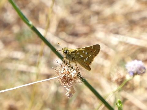 Silver-spotted skipper (Hesperia comma) Puechabon, France. Aug 27, 2016. France,Geotagged,Hesperia comma,Silver-spotted skipper,Summer