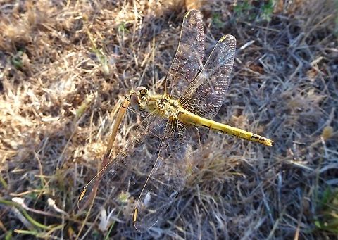 Red-veined darter (Sympetrum fonscolombii) Puechabon, France. Aug 27, 2016. France,Geotagged,Red-veined darter,Summer,Sympetrum fonscolombii