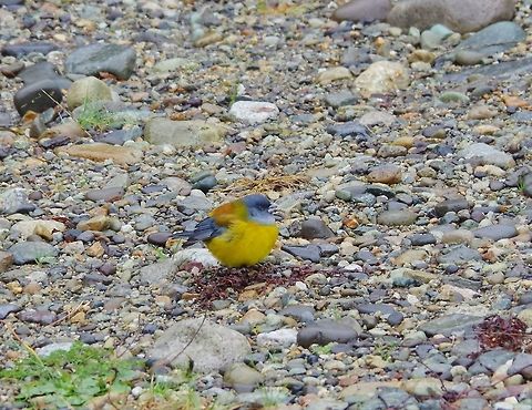 Patagonian sierra finch (Phrygilus patagonicus) Termas de Quimey-Co, Araucania, Chile. Jun 15, 2014. Chile,Fall,Geotagged,Patagonian sierra finch,Phrygilus patagonicus