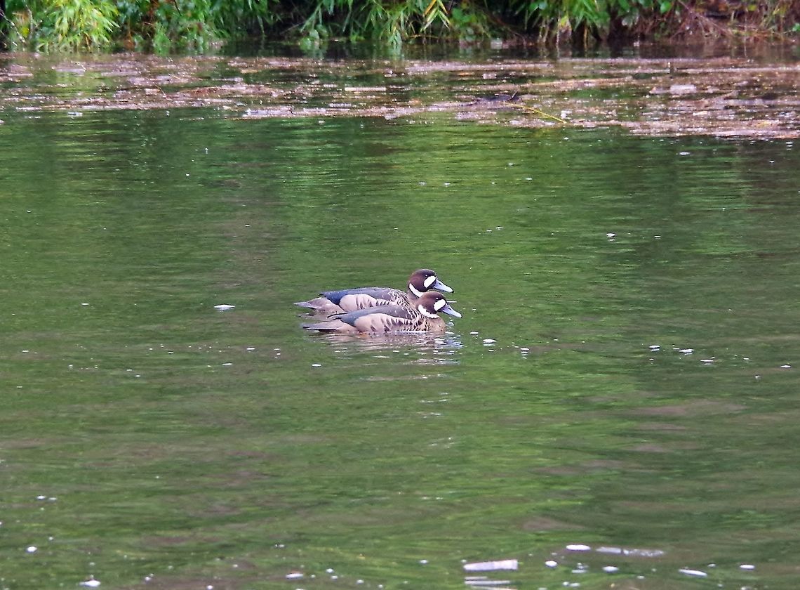 Bronze-winged ducks (Speculanas specularis) Termas de Quimey-Co, Araucania, Chile. Jun 15, 2014. Bronze-winged duck,Chile,Fall,Geotagged,Speculanas specularis