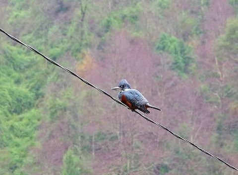 Ringed Kingfisher (Megaceryle torquata stellata) Termas de Quimey-Co, Araucania, Chile. Jun 15, 2014. Chile,Fall,Geotagged,Megaceryle torquata,Ringed Kingfisher