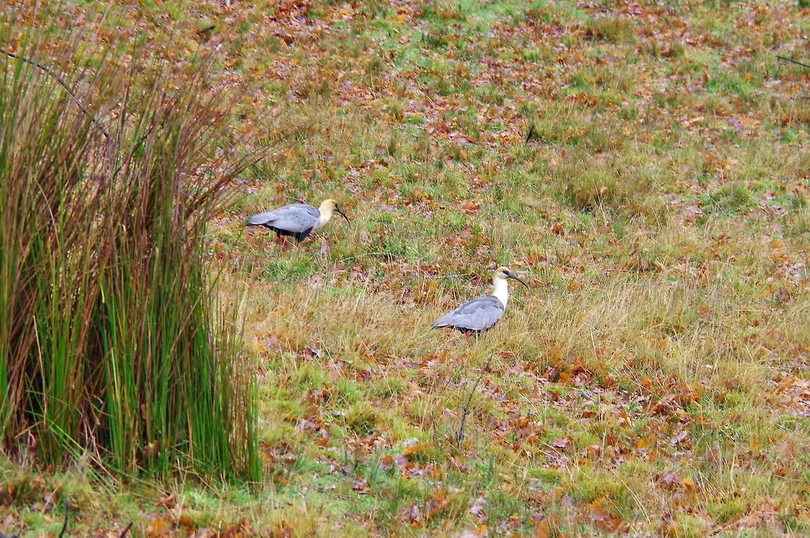 Black-faced ibises (Theristicus melanopis) Pucon, Araucania, Chile. Jun 15, 2014. Black-faced ibis,Chile,Fall,Geotagged,Theristicus melanopis