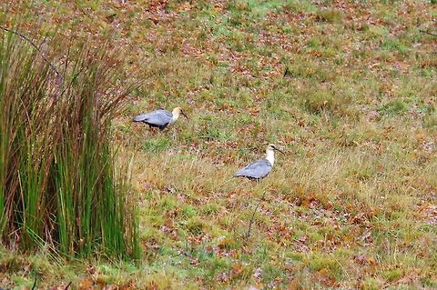 Black-faced ibises (Theristicus melanopis) Pucon, Araucania, Chile. Jun 15, 2014. Black-faced ibis,Chile,Fall,Geotagged,Theristicus melanopis