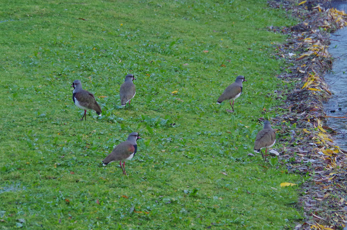Southern Lapwings (Vanellus chilensis) Pucon, Araucania, Chile. Jun 15, 2014. Chile,Fall,Geotagged,Southern Lapwing,Vanellus chilensis