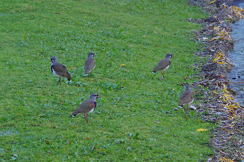 Southern Lapwings (Vanellus chilensis) Pucon, Araucania, Chile. Jun 15, 2014. Chile,Fall,Geotagged,Southern Lapwing,Vanellus chilensis
