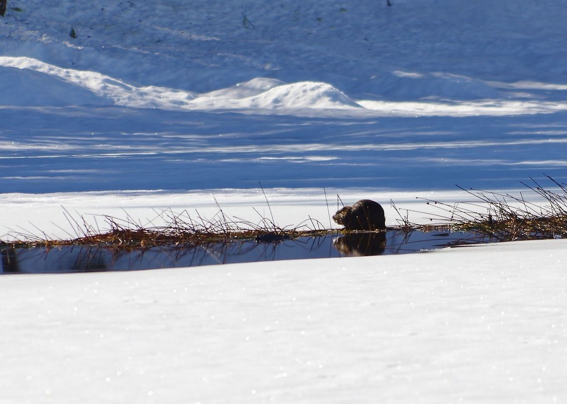 Coypu (Myocastor coypus) drinking from an ice-free lake-edge Santuario el Ca&ntilde;i, Araucania, Chile. Jun 16, 2014. Chile,Coypu,Fall,Geotagged,Myocastor coypus