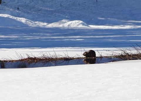 Coypu (Myocastor coypus) drinking from an ice-free lake-edge Santuario el Cañi, Araucania, Chile. Jun 16, 2014. Chile,Coypu,Fall,Geotagged,Myocastor coypus