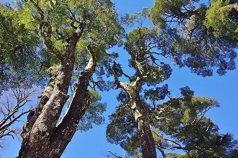 Giant coihues (Nothofagus dombeyi) Santuario el Ca&ntilde;i, Araucania, Chile. Jun 16, 2014. Chile,Fall,Geotagged,Nothofagus dombeyi
