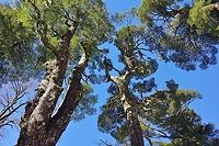 Giant coihues (Nothofagus dombeyi) Santuario el Cañi, Araucania, Chile. Jun 16, 2014. Chile,Fall,Geotagged,Nothofagus dombeyi