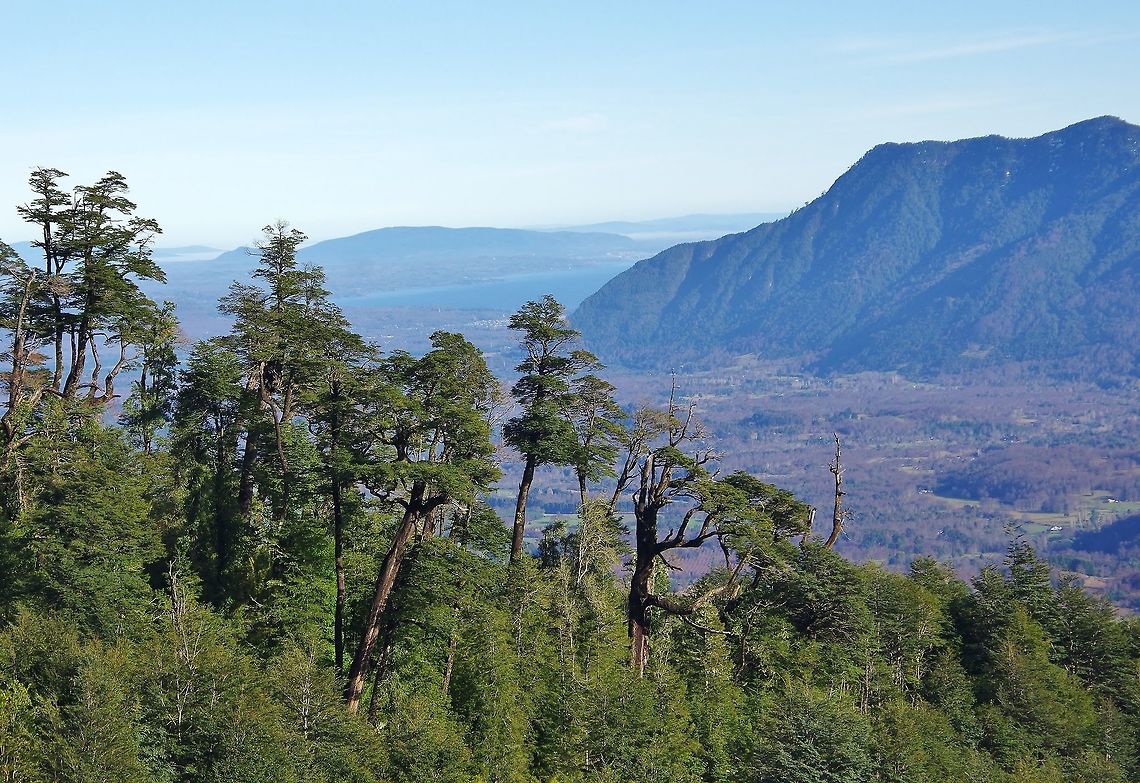 Old coihues emerging above the forest Santuario el Ca&ntilde;i, Araucania, Chile. Jun 16, 2014. Chile,Fall,Geotagged,Nothofagus dombeyi